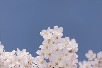 サクラ　ソメイヨシノ