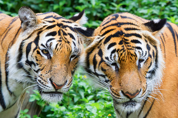 two tiger face