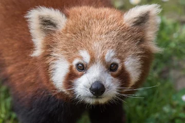 Stickers muraux Panda red panda close up portrait