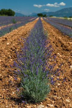 Detail view of lavender field in France. Selective focus. Vertical.