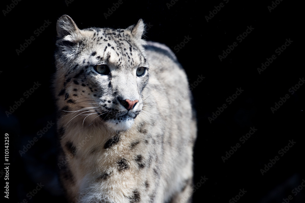 Sticker snow leopard close up portrait