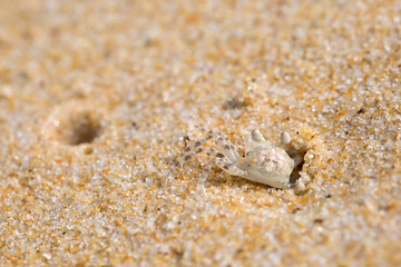 Fototapeta na wymiar sand crab