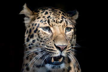 Obraz na płótnie Canvas north chinese leopard close up