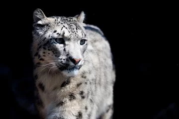 Fototapeten snow leopard close up portrait © Andrea Izzotti