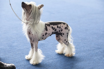 Chinese crested dog