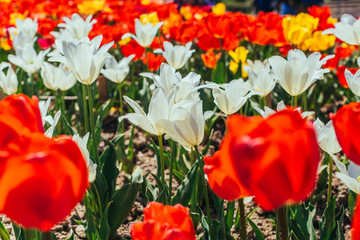 Obraz premium Colorful tulip garden in spring
