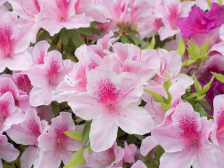 Fototapeta premium ツツジ 