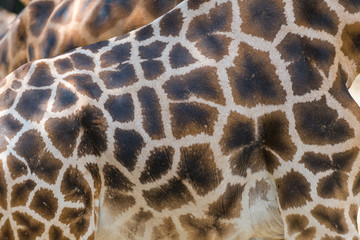 Detail view of giraffe skin with typical pattern.