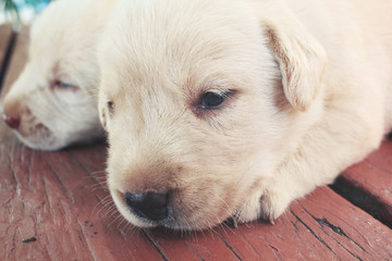 Labrador puppy dog