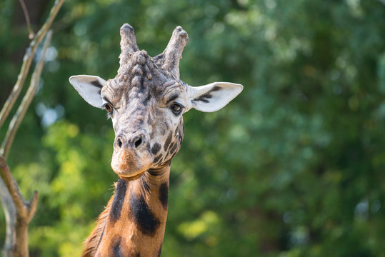 Head portrait of giraffe.