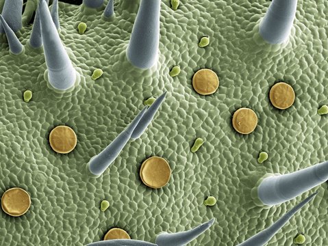 Marjoram leaf surface, SEM