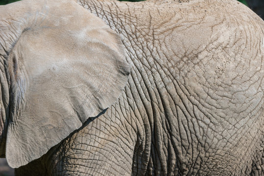 Detail view of elephant skin.