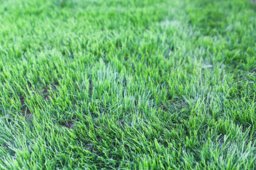 Grass texture