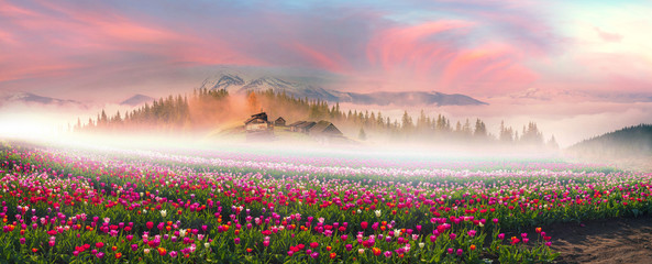 Tulips in the Carpathian region