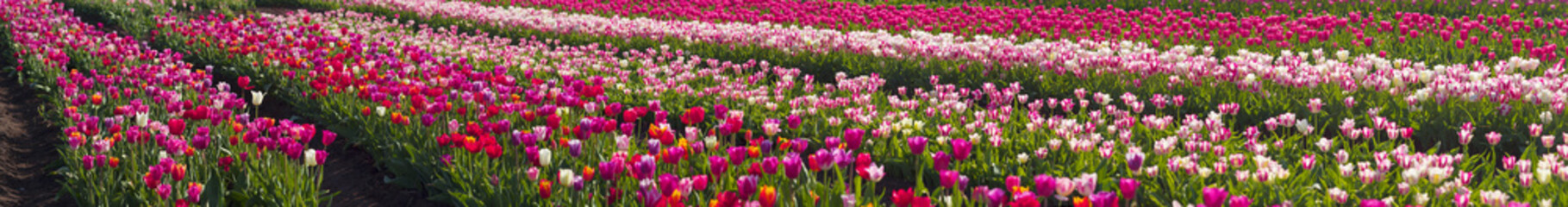 Fototapeta premium Tulips in the Carpathian region