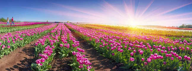 Photo sur Plexiglas Tulipe Excursions sur le champ de tulipes