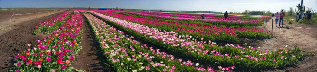 Excursions on the tulip field
