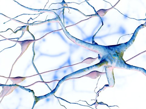 Nerve cells, computer artwork