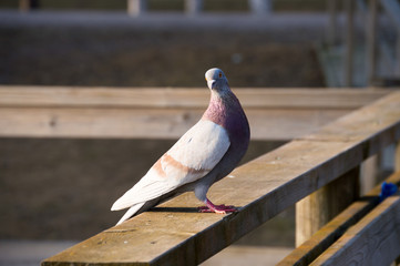  Pigeon in springtime.