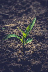 Plan of young corn