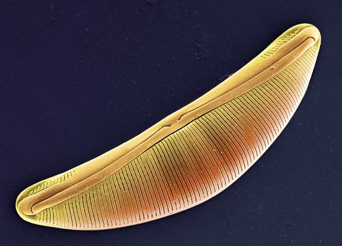 Diatom, SEM