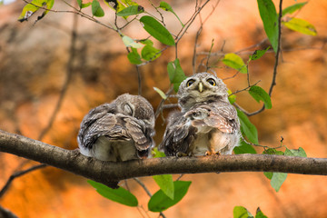 Spotted owlet