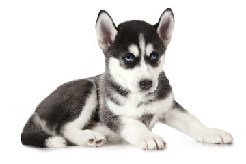 Purebred Siberian Husky puppy isolated on white