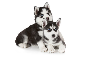 Two months old Siberian Husky puppies