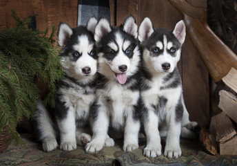 Portrait of Husky puppies