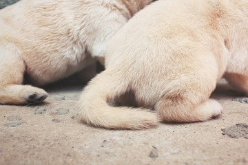 Obraz na płótnie Canvas Tail of labrador puppy