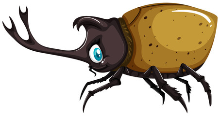 Beetle with sharp horn