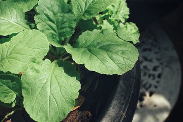 Lettuce in the garden