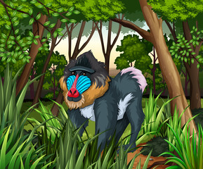 Baboon living in the dark forest © blueringmedia