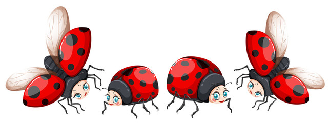 Ladybugs in four poses