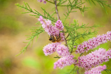 Wallpaper Macro bee at work on fuchsia flowers