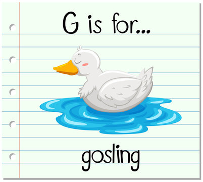 Flashcard letter G is for gosling