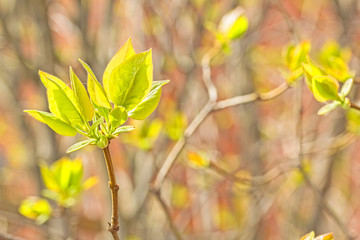 Lilac branch with new spring leaves, backlit