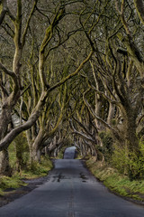 The Dark Hedges near Ballymoney, Co. Antrim, Northern Ireland, nature