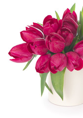  Tulips Flowers Isolated on White Background