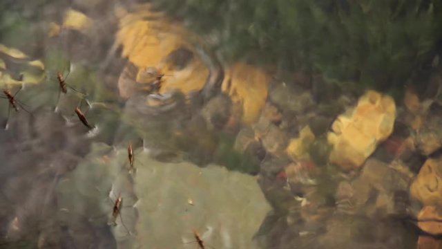 Grupo de Insectos ( zapateros ) sobre el agua de un arroyo con algas verdes y piedras en el fondo

