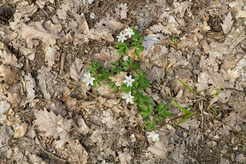 Anemone nemorosa flowers ( wood anemone, windflower, thimbleweed, smell fox) growing up in forest. White flowers, green leaves. Old dry oak leaves in background. 