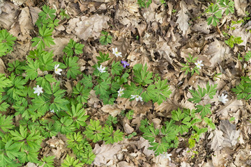 Anemone nemorosa flowers ( wood anemone, windflower, thimbleweed, smell fox) growing up in forest. White flowers, green leaves. Old dry oak leaves in background. 