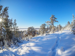 forest in winter