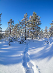 forest in winter