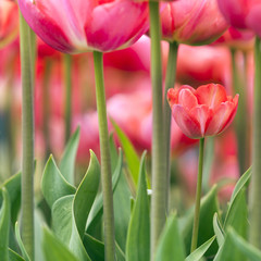 square picture of red tulips in garden seen from low viewpoint