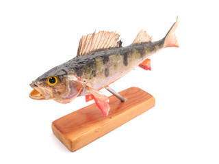 Dried fish on a white background