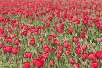 many red tulips in flower field in the netherlands