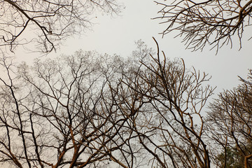 silhouette tree branches
