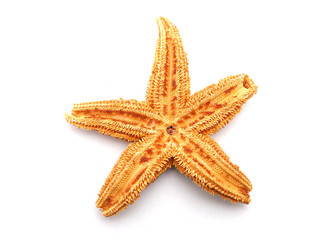 Starfish on a white background