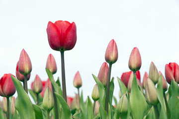 closeup of red tulips in dutch flower field